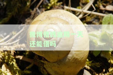 微博借钱逾期一天还能借吗安全吗，微博借钱：逾期一天会影响下次借款吗？安全性如何保障？