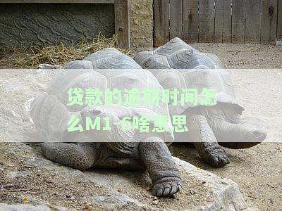 贷款逾期m1什么意思，解析贷款逾期M1：含义与影响