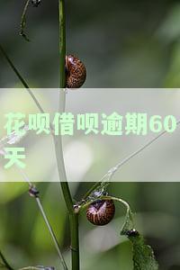 花呗借呗逾期60天怎么办？影响及解决办法全解析