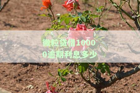 微粒贷借10000逾期利息多少钱，【解答】微粒贷借10000元逾期利息是多少？