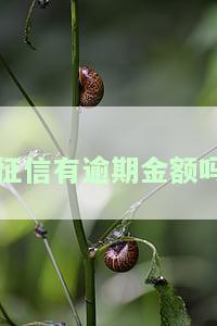 征信上会显示逾期多少钱吗，你的疑问解答：征信上是否会显示逾期金额？