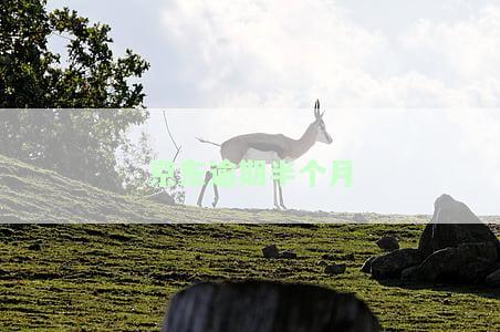 京东逾期半个月还了会对贷款有影响吗，京东逾期还款半个月，是否会影响后续的贷款申请？