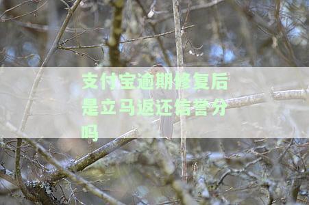支付宝逾期修复后是立马返还信誉分吗