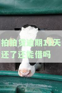 拍拍贷逾期11天还了还能借吗怎么办，拍拍贷逾期11天还款后能否再次借款？解决方案解析