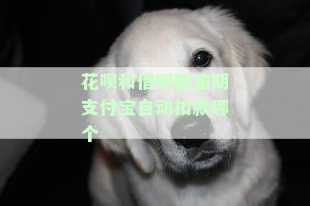 花呗和借呗都逾期支付宝自动扣款哪个严重，逾期还款：支付宝自动扣款，花呗和借呗哪个更严重？