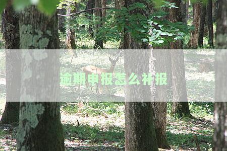 逾期申报怎么补报2022年，如何在2022年补报逾期申报？