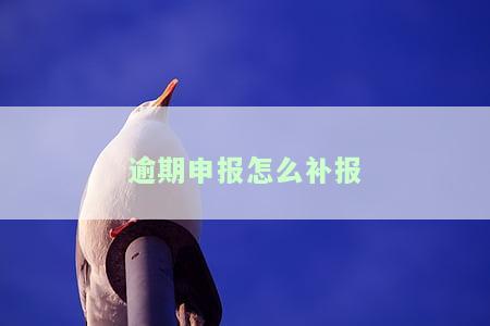 逾期申请书怎么写，如何撰写逾期申请书：一份详细的指南