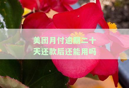 美团月付逾期20天还款后能否继续使用？安全性如何？