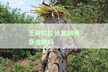 芝麻粒可以修复逾期记录吗？修复次数、生效时间、恢复花呗等相关问题解答
