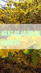 芝麻粒修复逾期记录可以恢复花呗吗，芝麻粒修复逾期记录，能否恢复你的花呗额度？