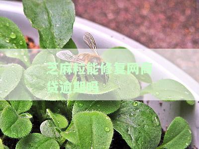 芝麻粒能修复网商贷逾期吗-芝麻粒可以修复逾期记录吗