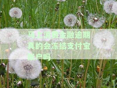 费金融逾期会冻结名下资产吗，你的担忧有解！费金融逾期是否会导致名下资产被冻结？