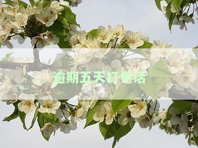 逾期五天打电话