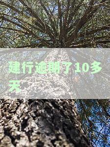 建行逾期10来天怎么办？影响贷款、上征信及被起诉的风险解析