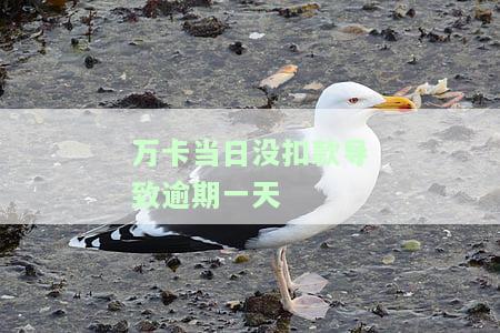万卡当日没扣款导致逾期一天会有影响吗？解决方案是什么？