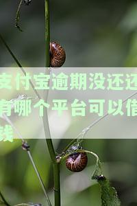 支付宝逾期没还还有哪个平台可以借钱呢，支付宝逾期未还款？这些平台或能帮你借款！