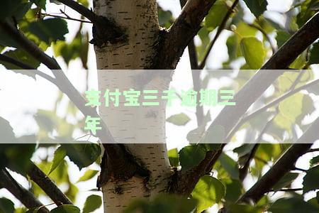 支付宝三千逾期三年利息多少？真实经历分享与解决办法