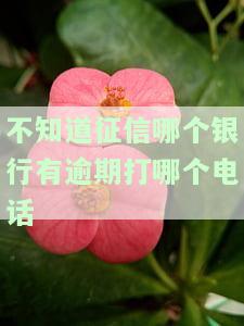 征信有逾期贷款不知道哪个平台怎么办，如何解决征信有逾期贷款却不知道在哪个平台的问题？