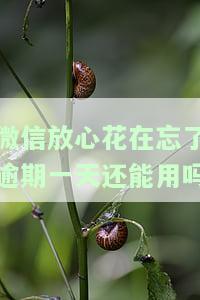 微信放心花忘记逾期一天是否还能使用？如何安全还款？