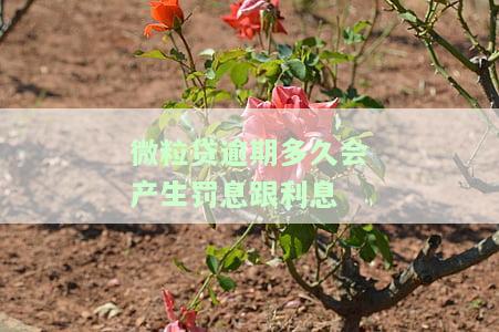 微粒贷逾期多久会自动扣款，解析微粒贷逾期：多久会自动扣款？
