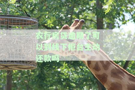 农行房贷逾期了可以到线下柜台主动还款吗怎么办，农行房贷逾期后，如何在柜台主动还款？