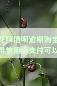 花呗借呗逾期淘宝用信用卡支付可以吗，花呗、借呗逾期，还能不能使用淘宝和信用卡进行支付？