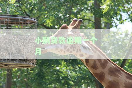 小鹅贷款逾期一个月有影响吗？后果及解决方法解析