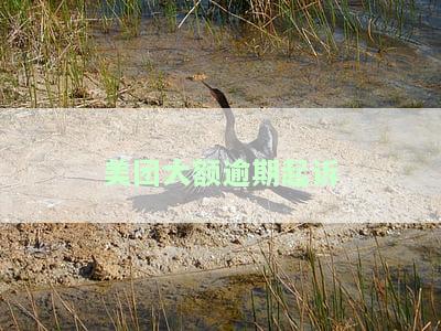 美团大额逾期起诉案例分析与立案标准分享