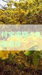支付宝逾期100元，小心！支付宝逾期100元可能导致严重后果