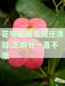 花呗冻结芝麻信用不变，芝麻信用分数不会因花呗冻结而改变