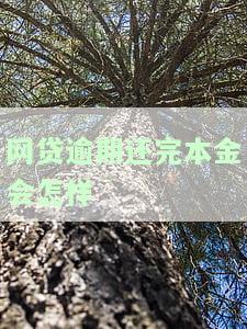 网贷逾期还完本金会怎样-网贷逾期还完本金会怎样处理