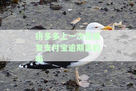 拼多多上一次性修复支付宝逾期真的吗-拼多多上一次性修复支付宝逾期真的吗安全吗