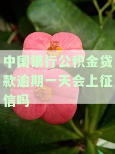 中国银行公积金逾期还款处理方法及影响，包括如何还款、逾期后果以及国管公积金的还款规定。