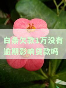 白条欠了一万多块钱逾期多久上征信，逾期多久会上征信？白条欠款一万多的后果