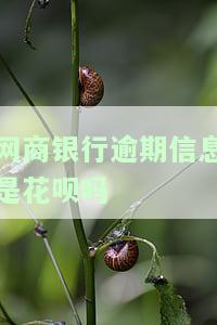 网商银行逾期上征信？花呗逾期有何后果？影响使用吗？
