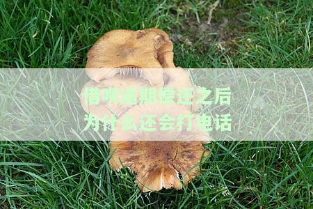 借呗逾期偿还之后为什么还会打电话给家人，为何借呗逾期后仍不断接到催款电话，甚至打给了家人？