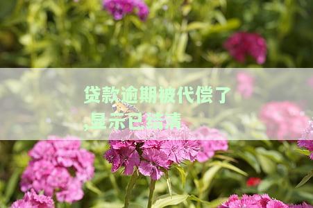 贷款逾期被代偿已结清，后续还需还款吗？逾期代偿对征信有何影响？