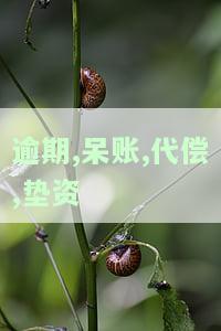 逾期,呆账,代偿,垫资