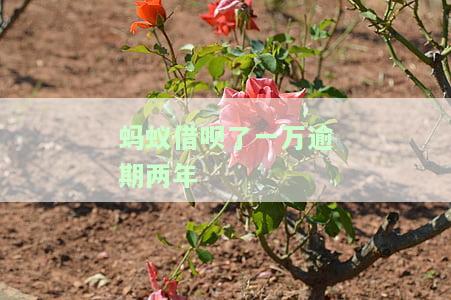 蚂蚁借呗了一万逾期两年怎么办，蚂蚁借呗逾期两年未还，应该采取什么措？