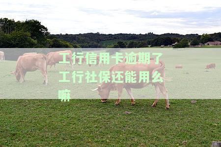工行信用卡逾期了工行社保还能用么嘛怎么办，信用卡逾期影响社保使用？解决方案在此！