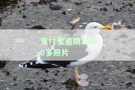 如何查看、删除及处理支付宝逾期照片及相关问题