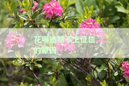 花呗逾期不上征信的原因是什么？逾期几天不还为何无不良记录？