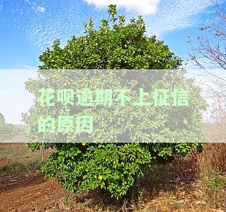 花呗逾期不上征信的原因，揭秘花呗逾期不上征信的真正原因