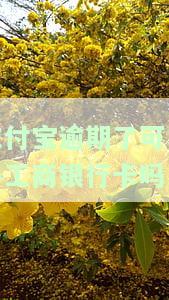 支付宝逾期能否办理信用卡？最新消息与解答