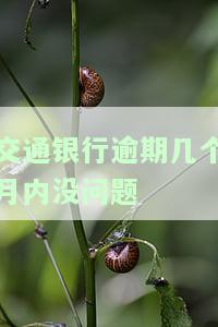 交通银行逾期几个月内没问题