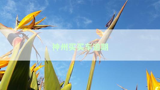 神州买买车还不起了，欠款无力偿还，神州买买车陷入困境