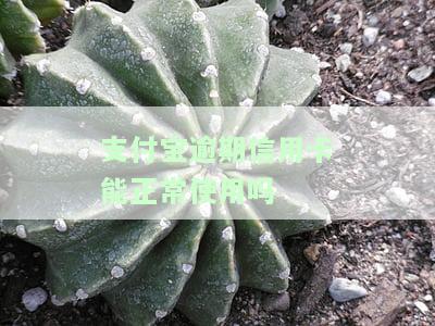 支付宝逾期信用卡能正常使用吗安全吗，支付宝逾期未还信用卡是否仍能正常使用？安全性如何？
