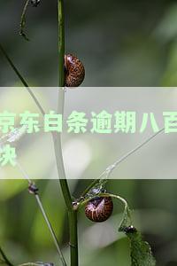 逾期八百块会怎么样，逾期800元的后果是什么？