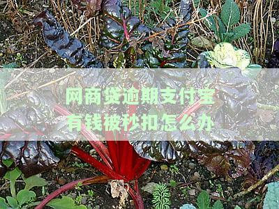 网商贷逾期支付宝有钱被秒扣怎么办-网商贷逾期支付宝有钱被秒扣怎么办呢
