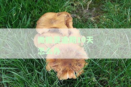 微粒贷逾期10天怎么办理？期、分期还款及后果全解析！